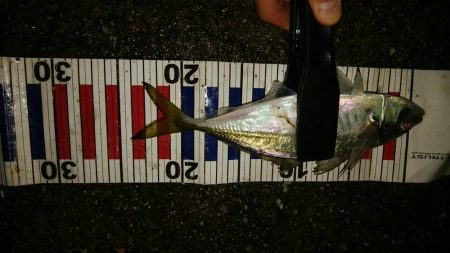 足で稼ぐ遠投アジング